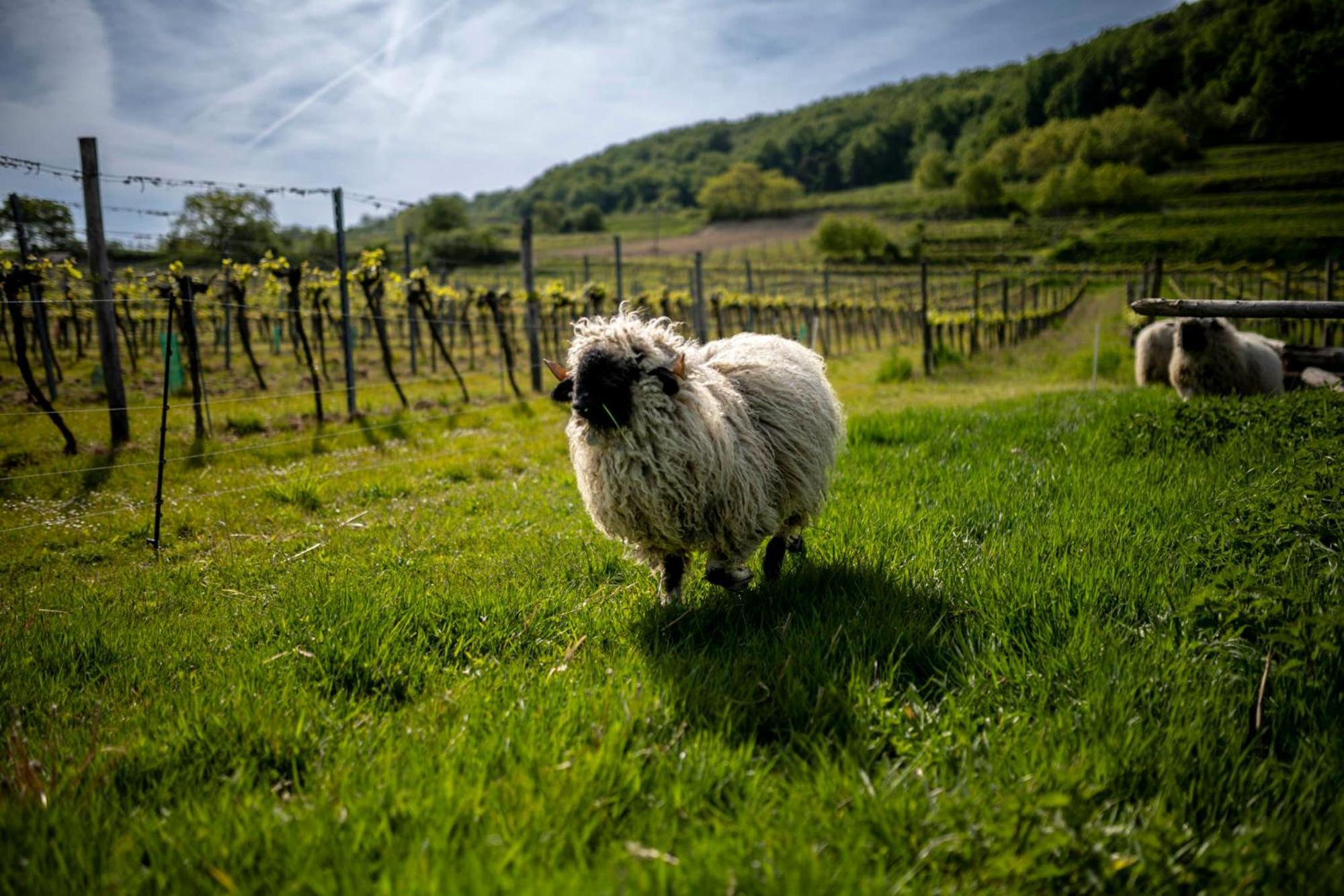 Weingut Jakob'S Ruhezeit Mautern an der Donau Kültér fotó